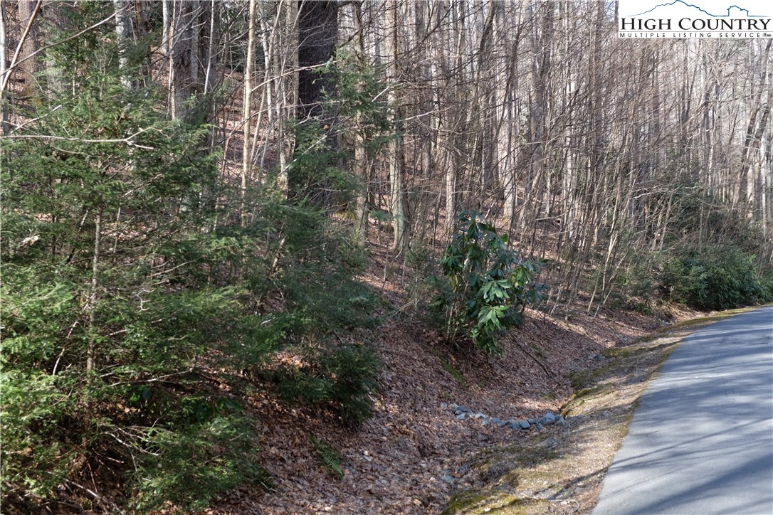 Lot 6 Twin Rivers Drive Boone, NC 28607 - Photo 6 of 20 a view of a yard with plants and trees
