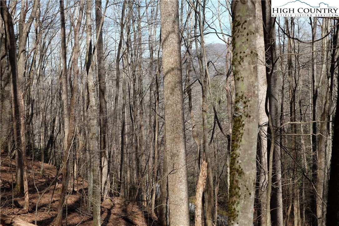 Lot 6 Twin Rivers Drive Boone, NC 28607 - Photo 10 of 20 a view of forest