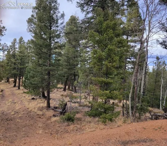 a view of a forest with trees
