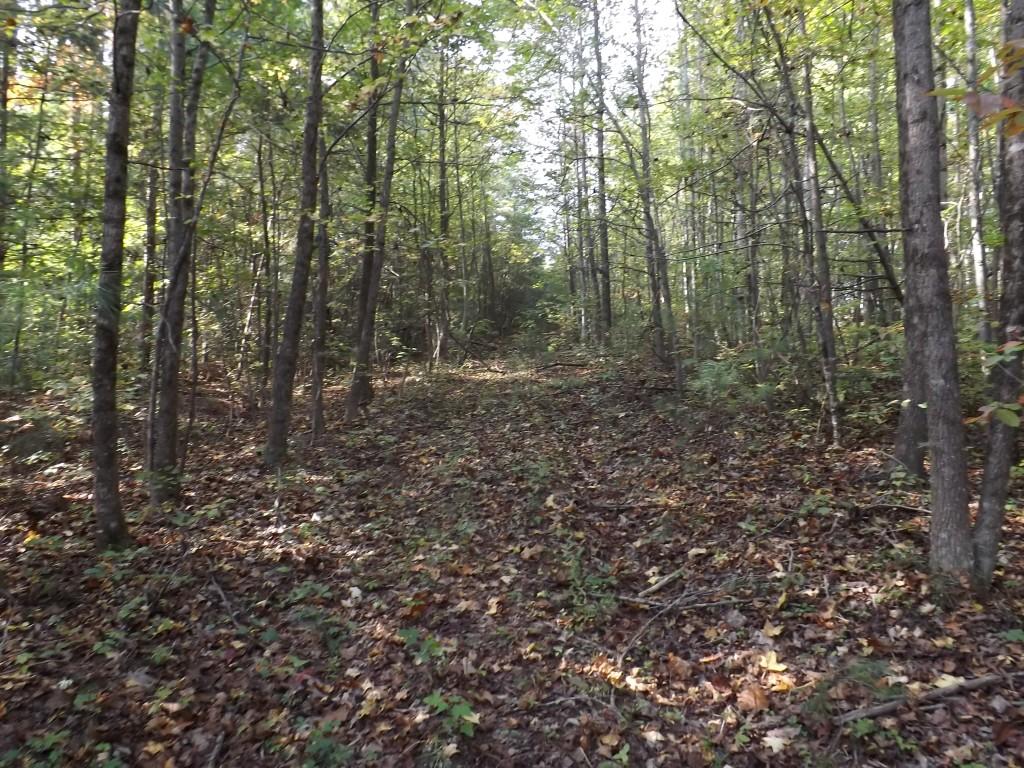 10-acres Shut In Gap Road Spring City, TN 37381 - Photo 12 of 15 12 (Medium)