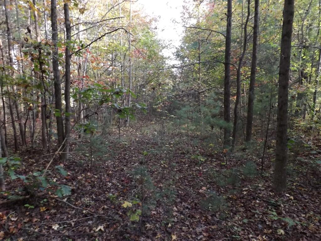 10-acres Shut In Gap Road Spring City, TN 37381 - Photo 13 of 15 13 (Medium)