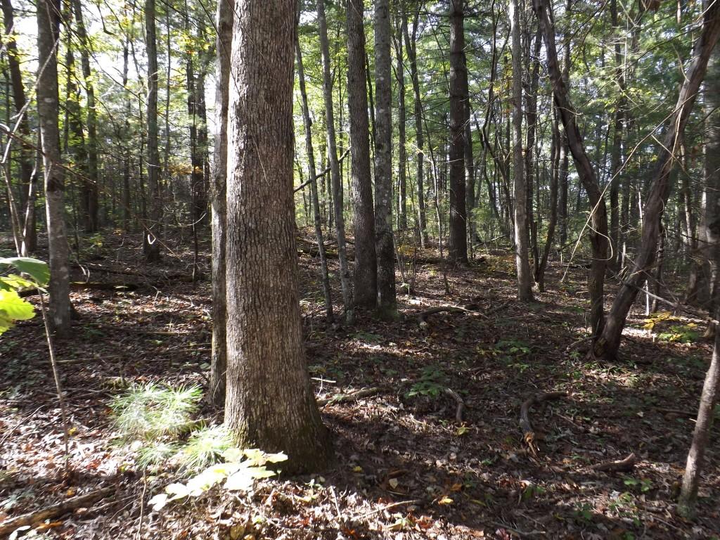 10-acres Shut In Gap Road Spring City, TN 37381 - Photo 4 of 15 4 (Medium)