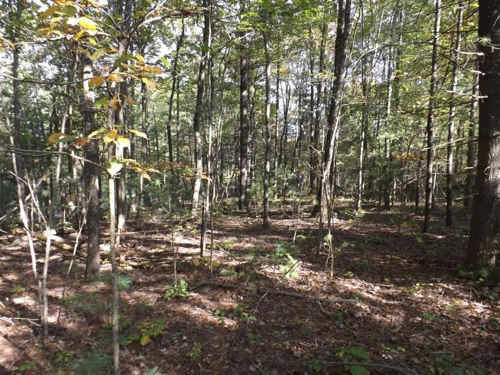 10-acres Shut In Gap Road Spring City, TN 37381 - Photo 5 of 15 5 (Medium)