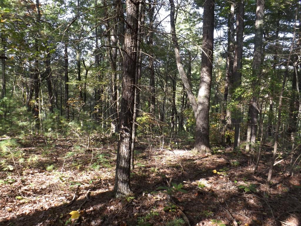 10-acres Shut In Gap Road Spring City, TN 37381 - Photo 6 of 15 6 (Medium)