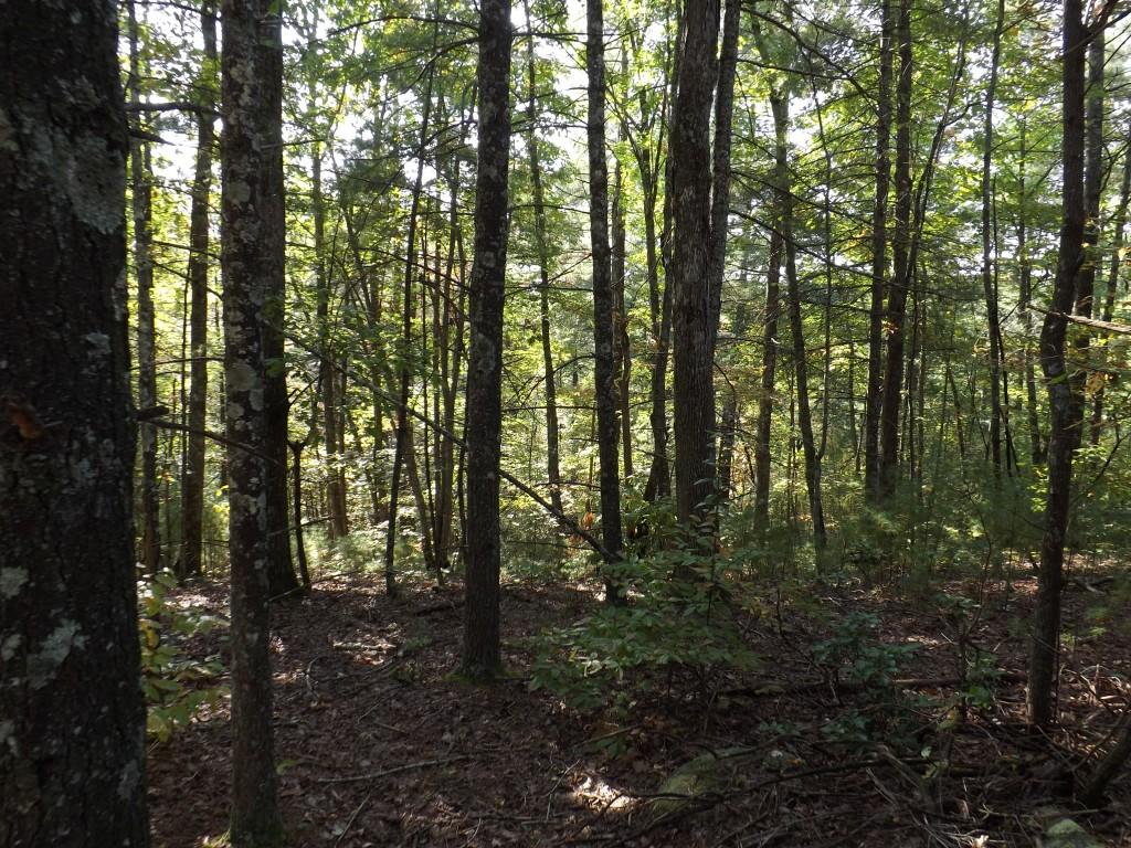 10-acres Shut In Gap Road Spring City, TN 37381 - Photo 7 of 15 7 (Medium)