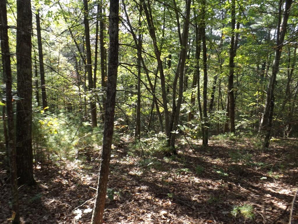 10-acres Shut In Gap Road Spring City, TN 37381 - Photo 8 of 15 8 (Medium)