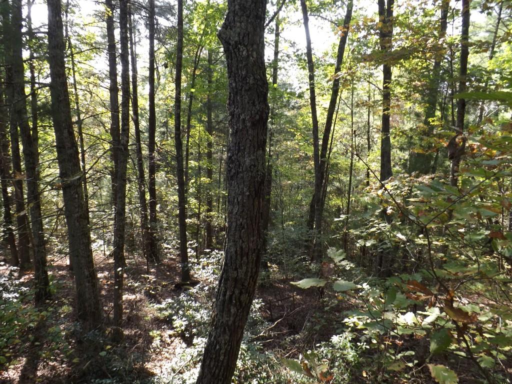 10-acres Shut In Gap Road Spring City, TN 37381 - Photo 9 of 15 9 (Medium)
