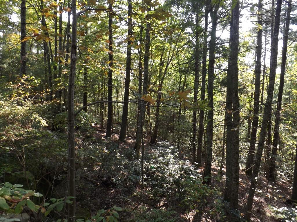 10-acres Shut In Gap Road Spring City, TN 37381 - Photo 10 of 15 10 (Medium)