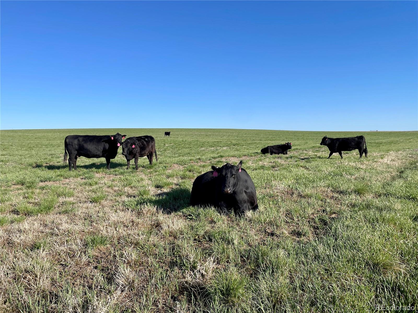 125 County Road Deer Trail, CO 80105 - Photo 1 of 29 a view of a lake with a yard
