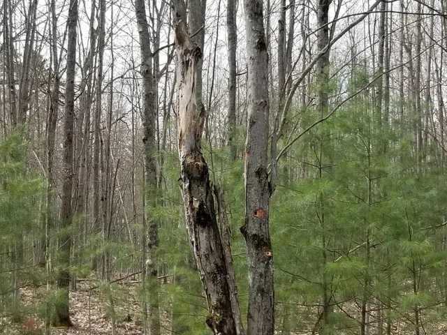 $76,500 | 15 West 12 Mile Road, Irons, MI 49644