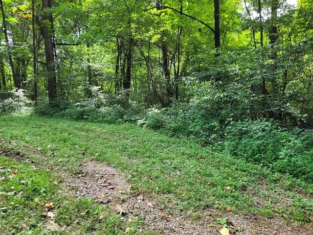 a view of a lush green forest