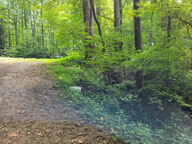 a view of a garden with plants