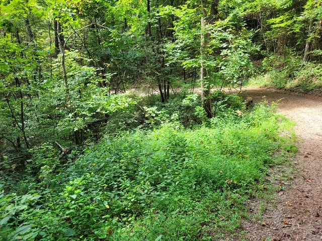 a view of a garden with plants