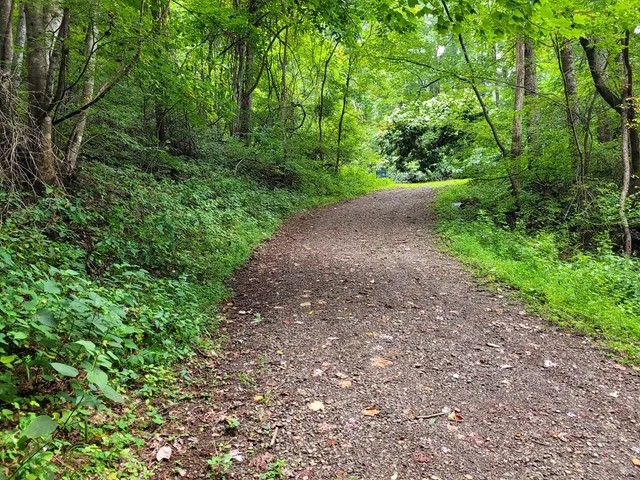 a view of a yard with plants and large trees