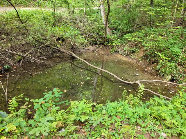 a view of a yard with a tree