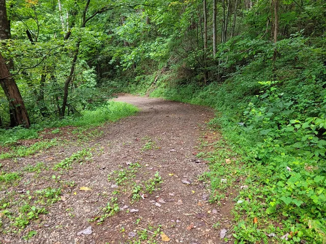 a view of a yard with a plants and trees