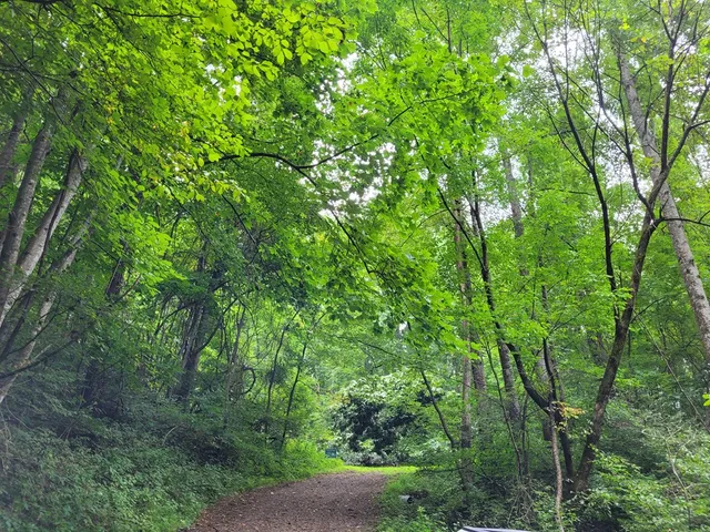 a view of a lush green forest