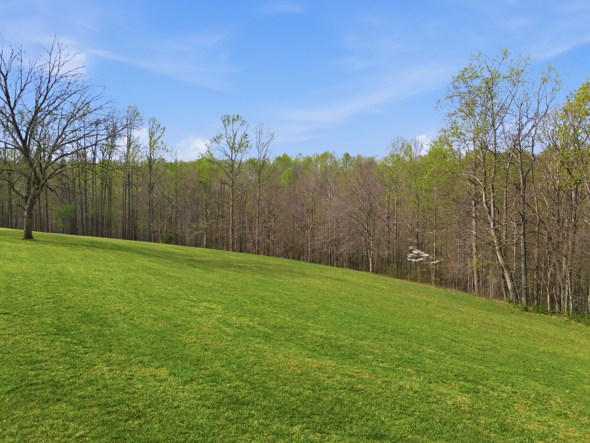 2667 Crocker Springs Road Goodlettsville, TN 37072 - Photo 52 of 64 a view of a yard with an tree