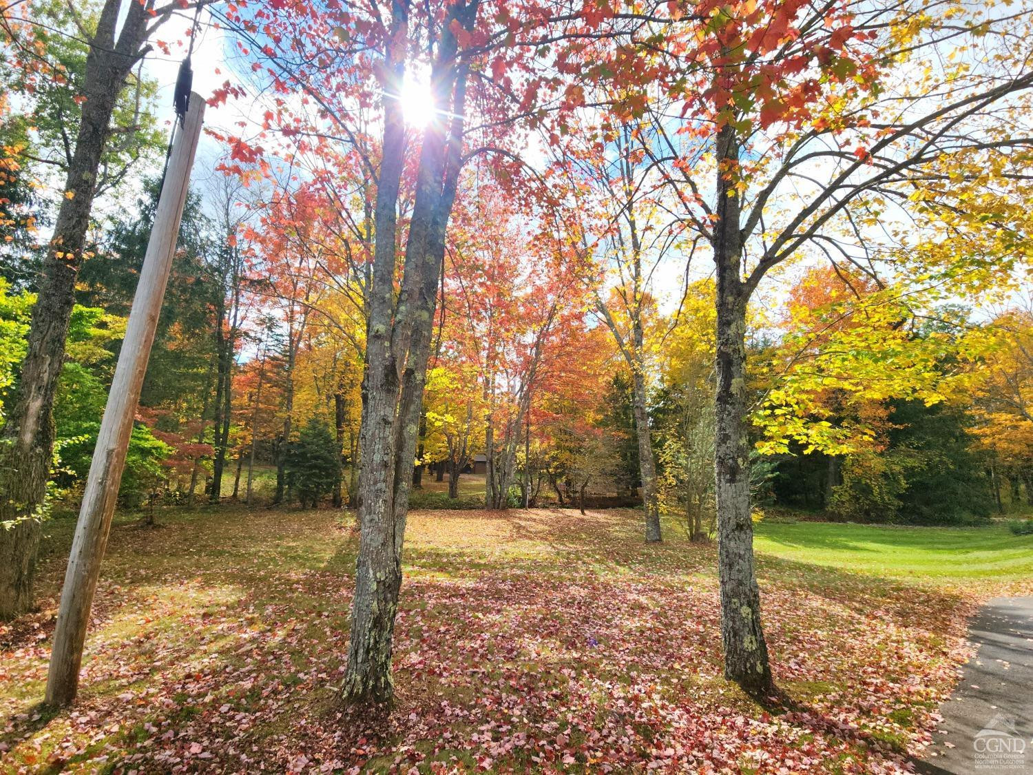 159 Toles Hollow Road Conesville, NY 12076 - Photo 6 of 53 a view of a yard with trees