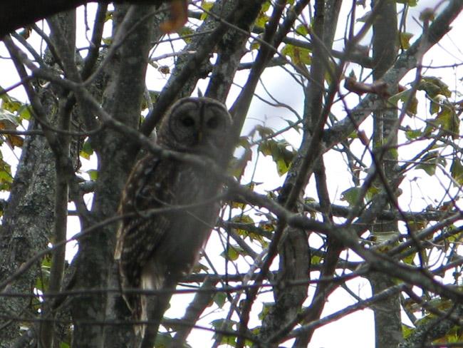 100 Red Springs Road Meadow Bridge, WV 25976 - Photo 11 of 27 Barred owl watching