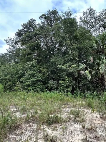a view of a lush green forest with lots of trees