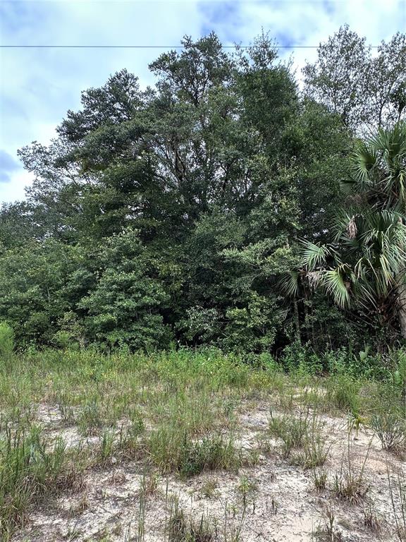 0 Kin Street Interlachen, FL 32148 - Photo 3 of 11 a view of a lush green forest with lots of trees