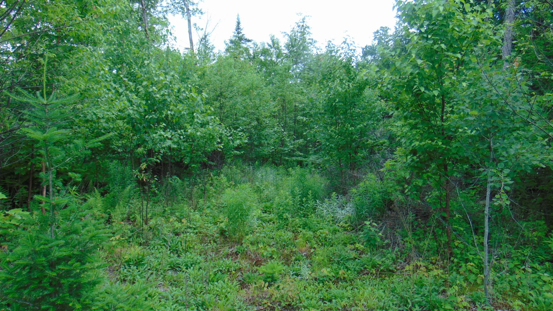 Lot 4 Weatherbee Pt Road Lincoln, ME 04457 - Photo 4 of 9 DSC04008