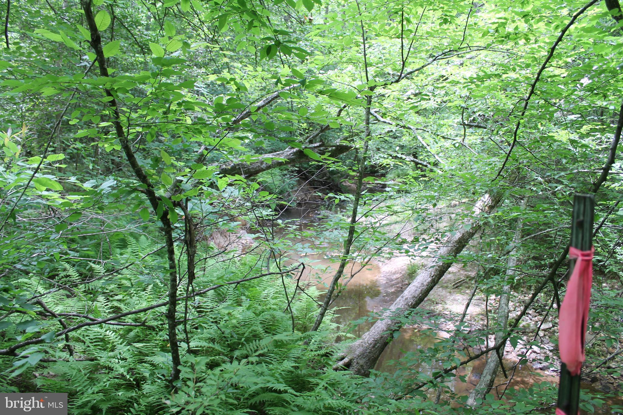 Horseshoe Bend Road Ruther Glen, VA 22546 - Photo 5 of 18
