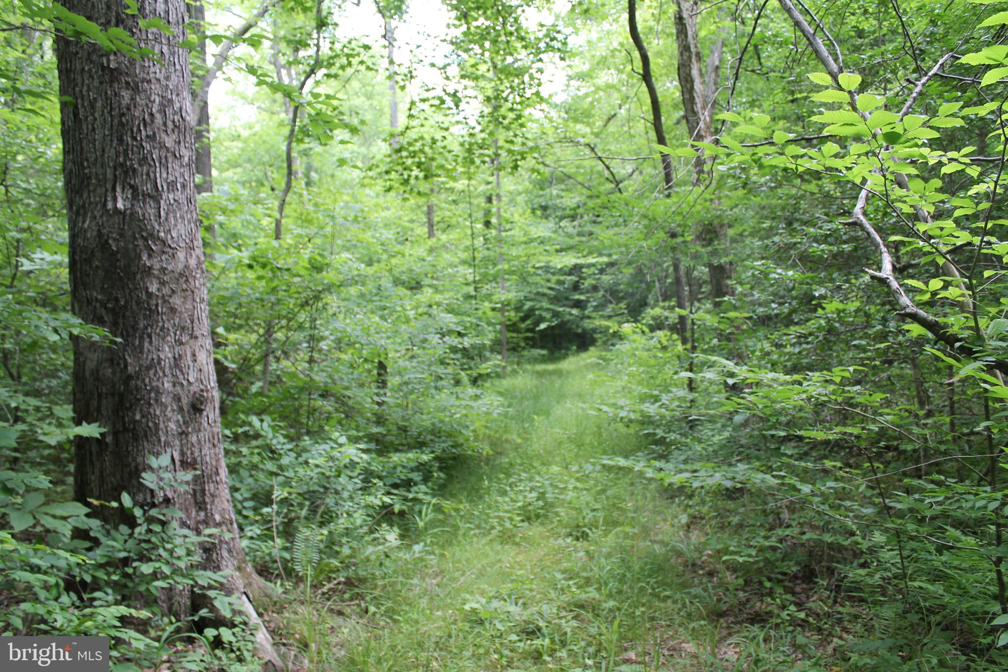 Horseshoe Bend Road Ruther Glen, VA 22546 - Photo 6 of 18 Trail shows the easement