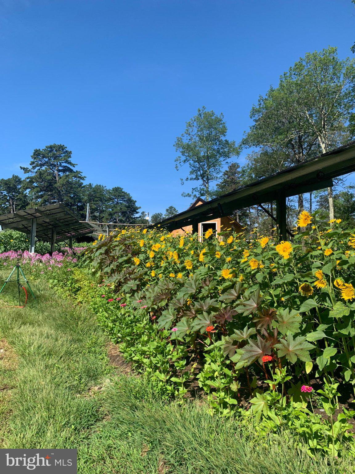 0 Cummins Hill Road Matamoras, PA 18336 - Photo 115 of 116 Vibrant blooms under a clear blue sky.