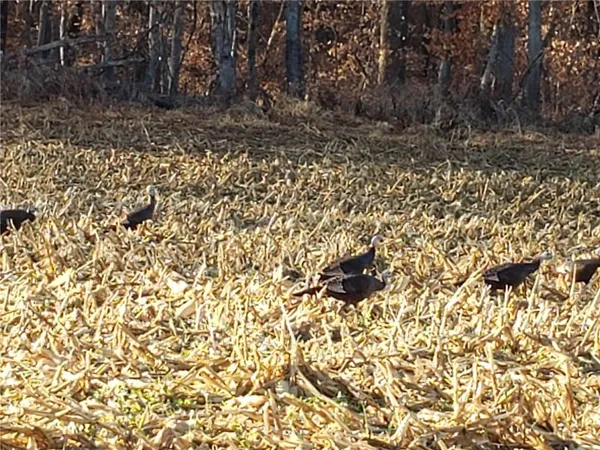 $599,000 | 58.4-ac 58.4-ac Brown Road, Rushville, MO 64484