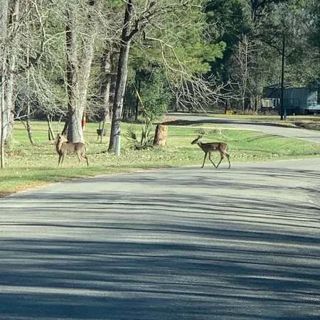 a view of a swimming pool with a yard