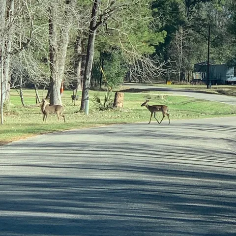 a view of a swimming pool with a yard