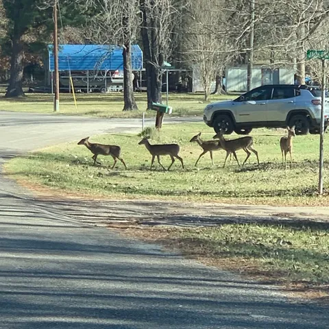 a view of a yard with a slide and bench