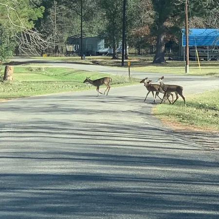 a view of a house with a tree in the background