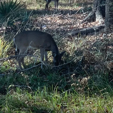 $92,500 | 202 Armadillo T, Onalaska, TX 77360