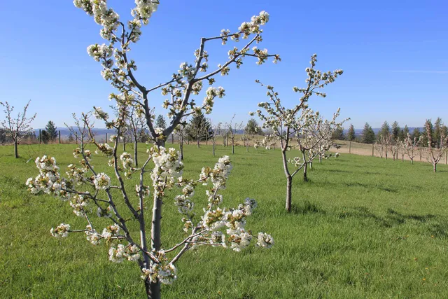 $3,300,000 | 17323 North Lower Greenbluff Road, Colbert, WA 99005