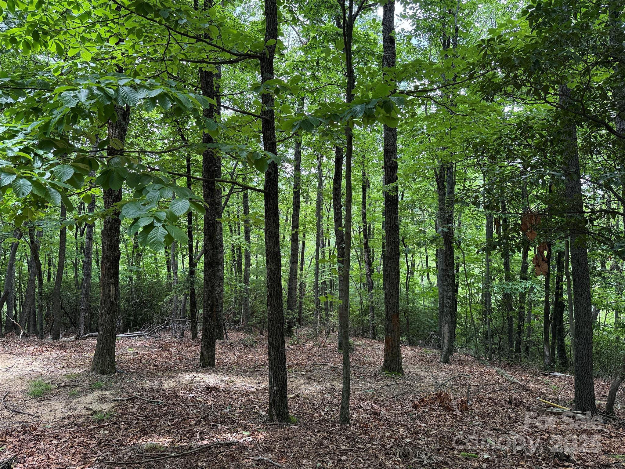 Tbd Casey Mountain Road, Unit 215 Purlear, NC 28665 - Photo 11 of 45 Gallery Image 11