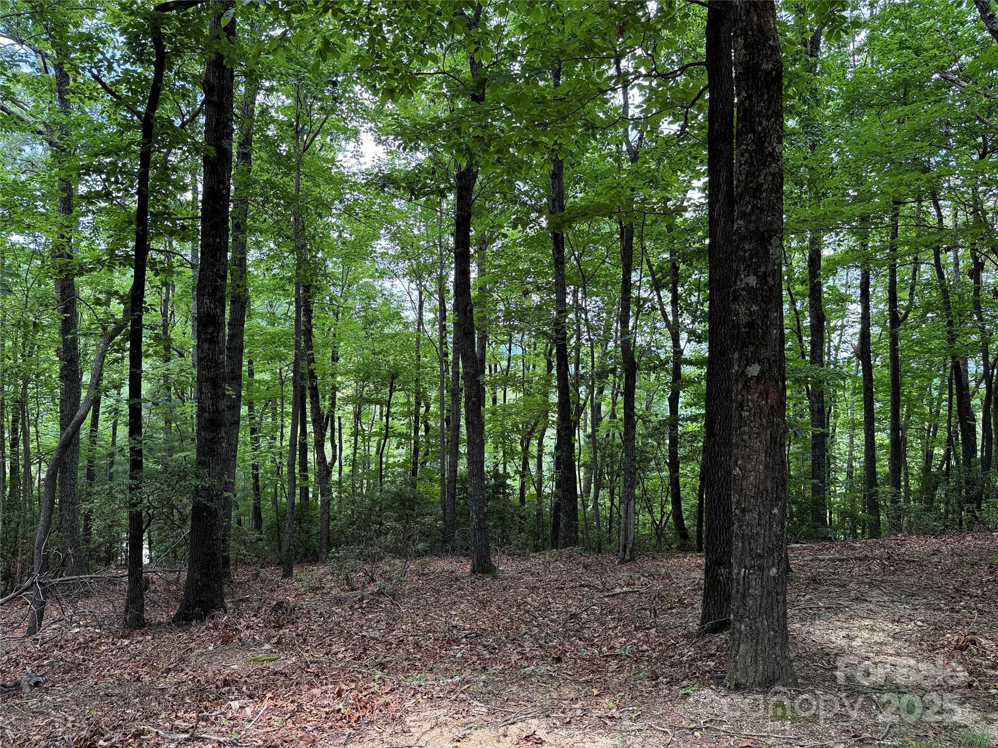 Tbd Casey Mountain Road, Unit 215 Purlear, NC 28665 - Photo 17 of 45 Gallery Image 17