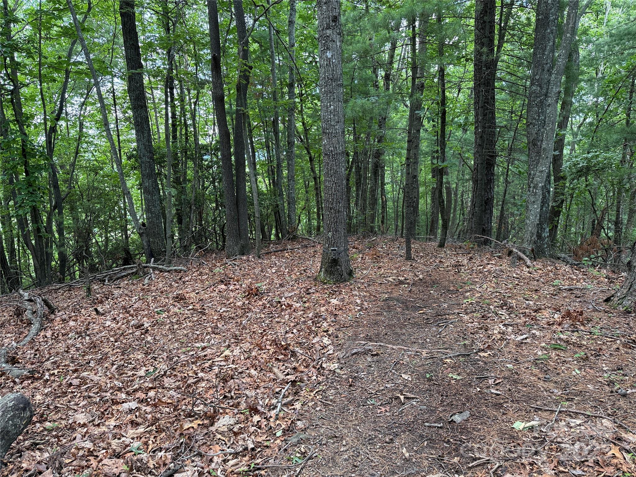 Tbd Casey Mountain Road, Unit 215 Purlear, NC 28665 - Photo 20 of 45 Gallery Image 20