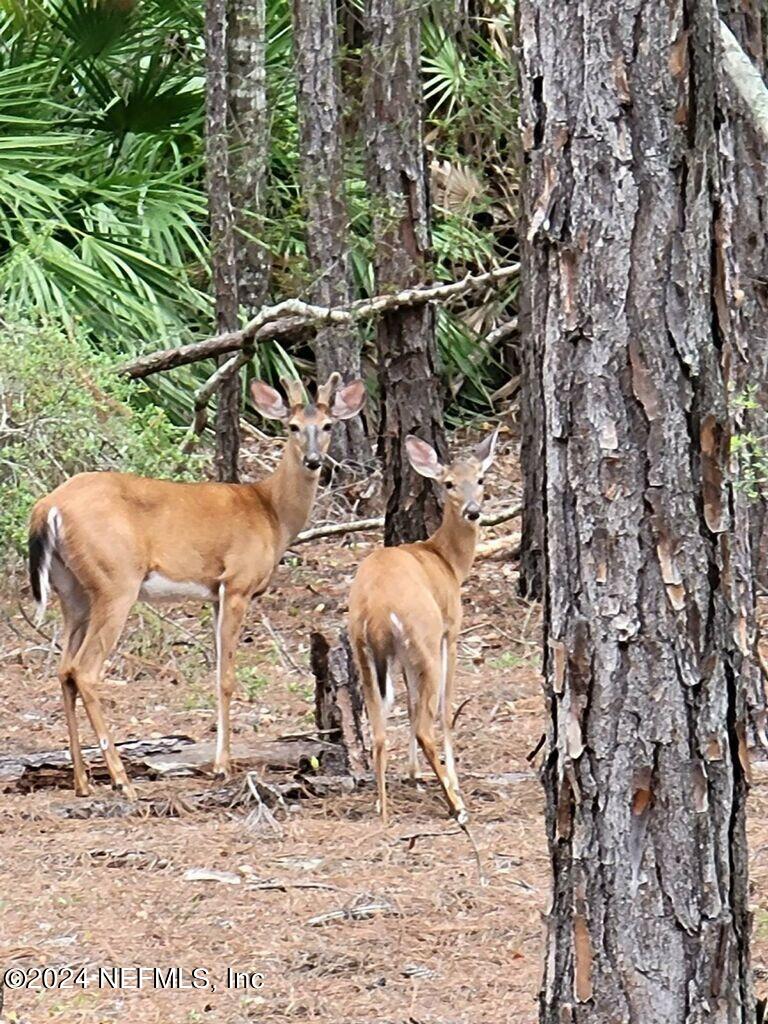 372 Brown Bear Run St. Johns, FL 32259 - Photo 35 of 37 imagejpeg_2