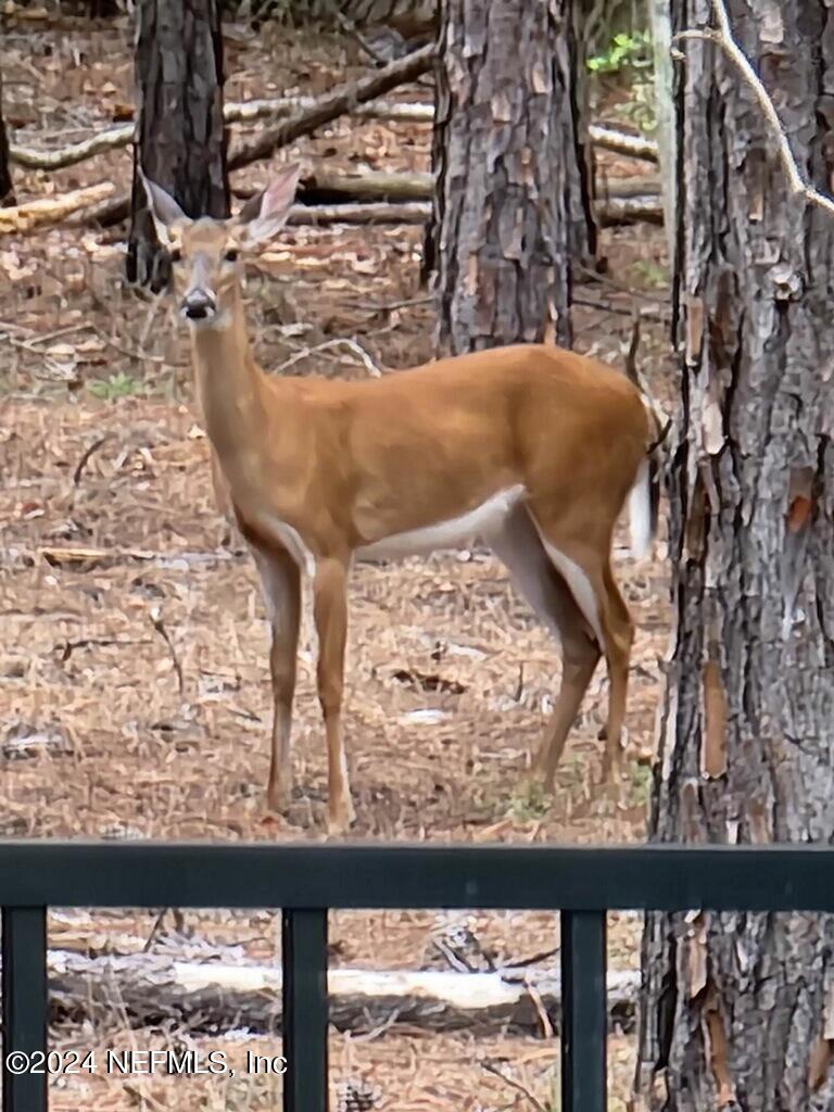 372 Brown Bear Run St. Johns, FL 32259 - Photo 37 of 37 imagejpeg_1