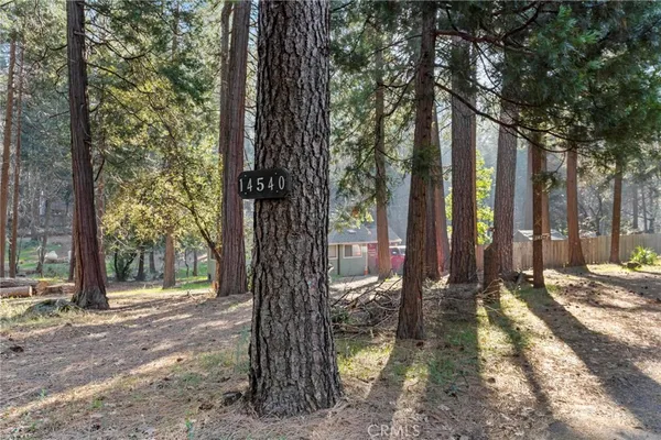 a view of a tree in the middle of a yard