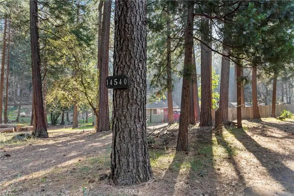 a view of a tree in the middle of a yard