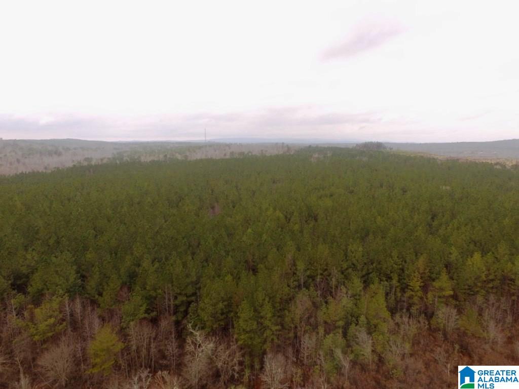 Hurricane Road, Unit 96 Lineville, AL 36266 - Photo 8 of 11