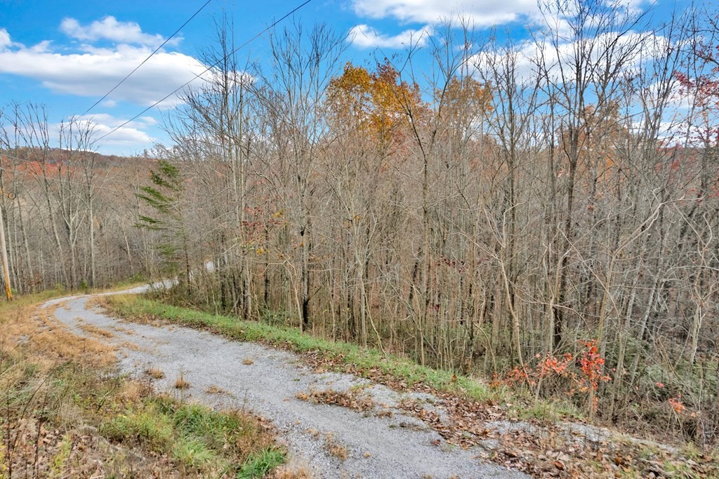 0 Homestead Lane Crawford, TN 38554 - Photo 3 of 16 a view of backyard with tree