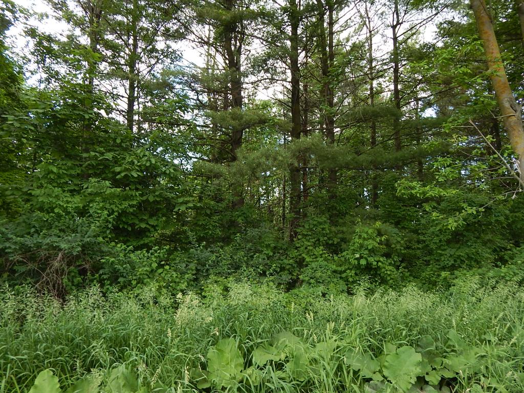 0 Lapham Bay Road Shoreham, VT 05770 - Photo 3 of 4