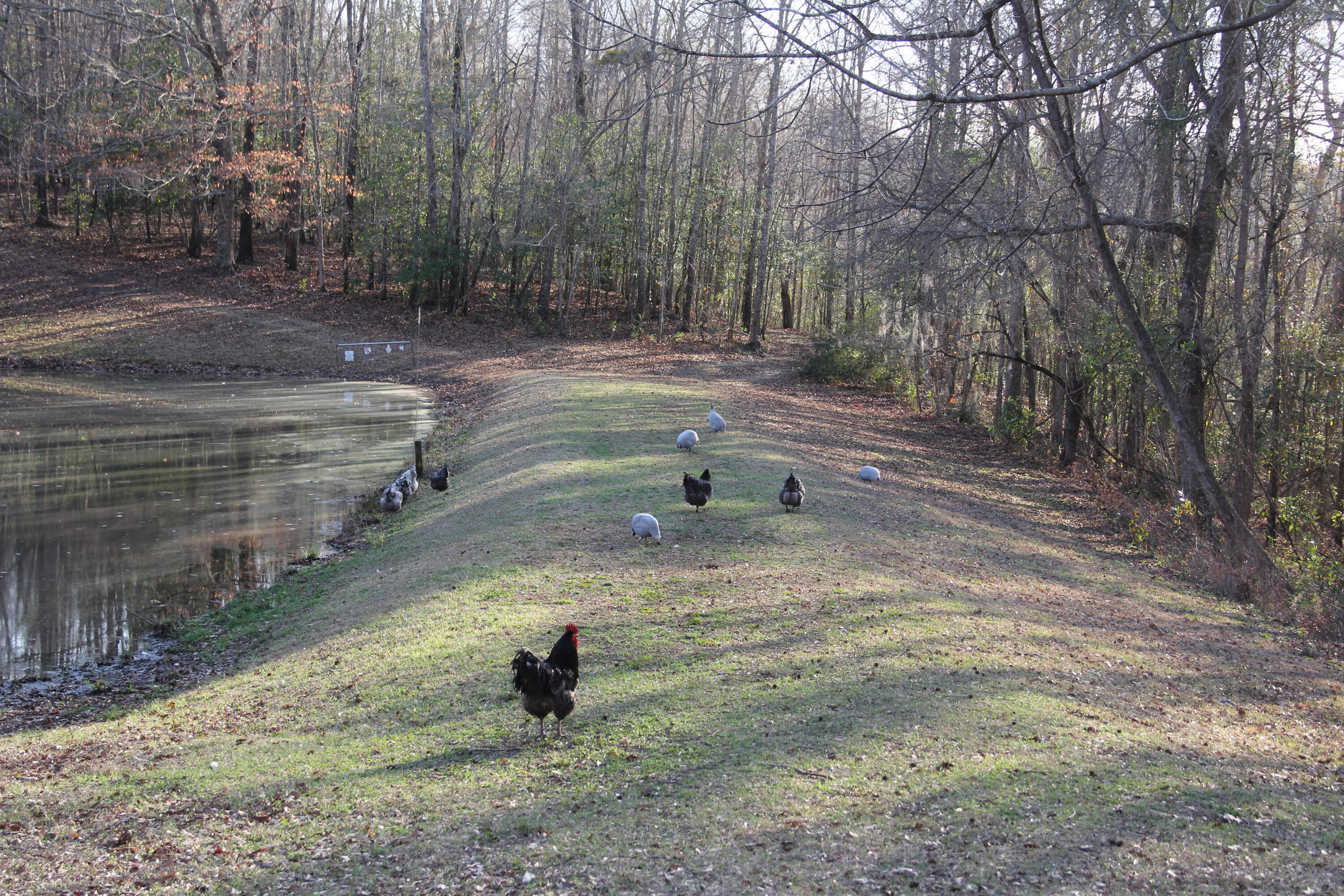 6611 North Road North, SC 29112 - Photo 35 of 46 IMG_9816