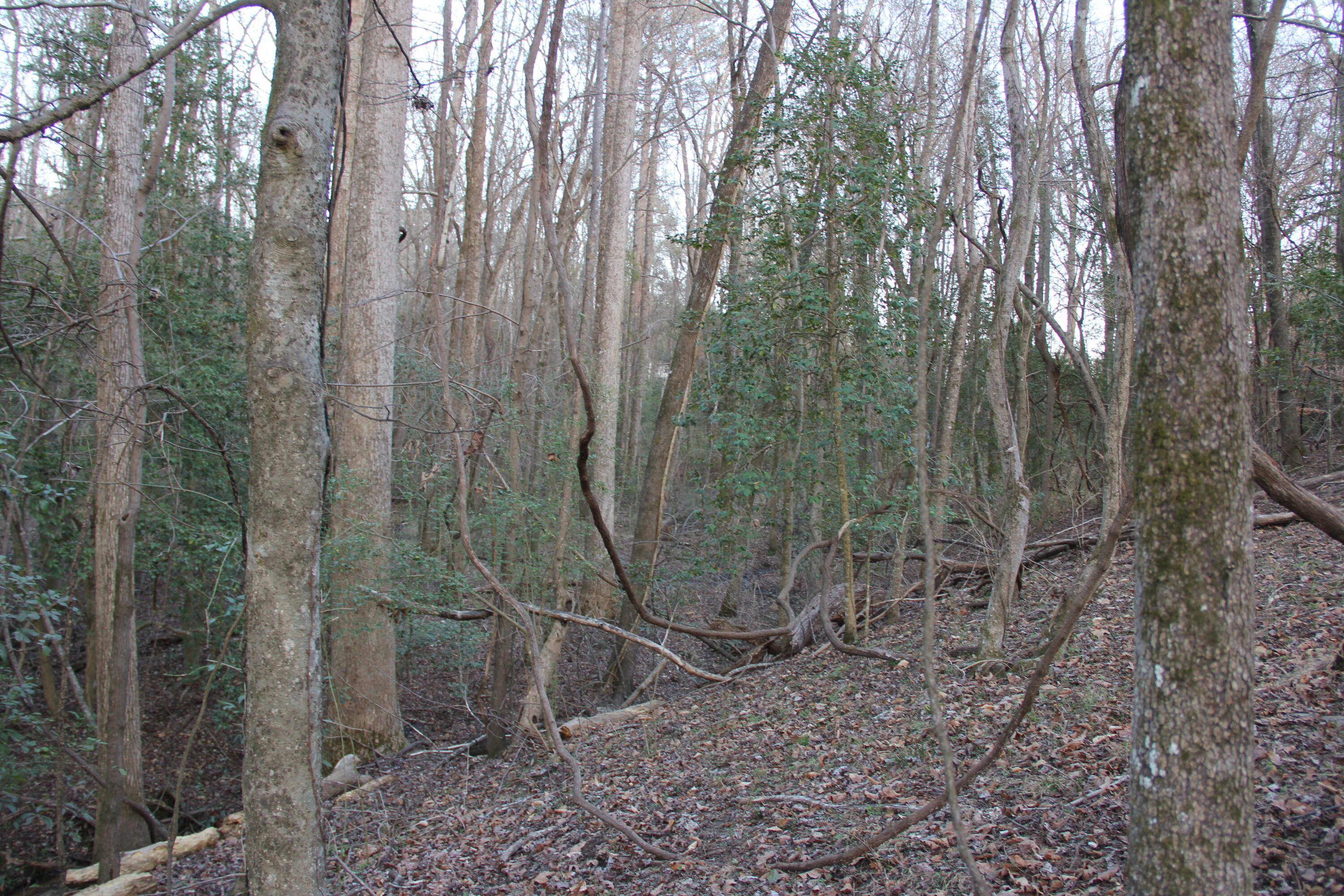 6611 North Road North, SC 29112 - Photo 43 of 46 IMG_9840