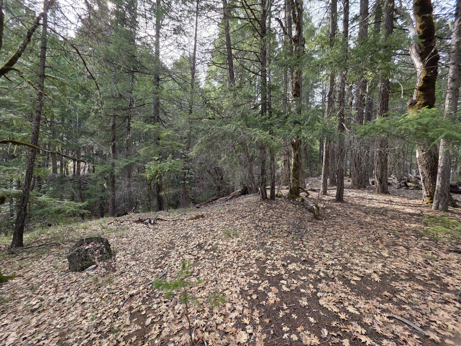 2141 Mc Alexander Road Hayfork, CA 96041 - Photo 19 of 29 mc19